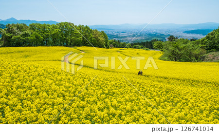 三ノ倉高原菜の花畑 126741014