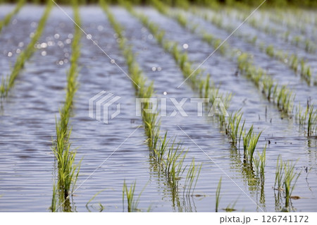 田植えを終えた水田 126741172