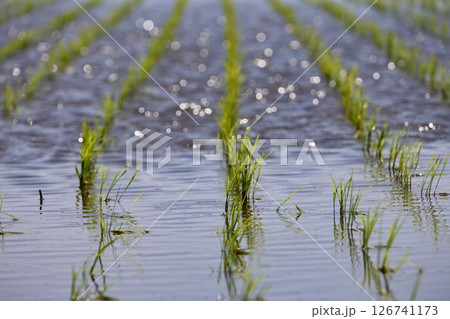田植えが終わった水田 126741173