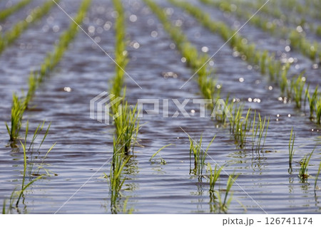 田植えを終えた水田 126741174