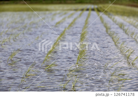 田植えを終えた水田 田植えを終えた水田 126741178