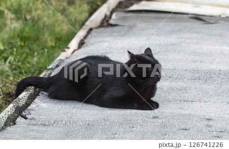 Black cat sitting on the edge of the road. He closed his eyes comically.  Selective focus. 126741226