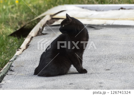 Black cat sits on the ground covered with gray roofing felt. Selective focus. 126741324