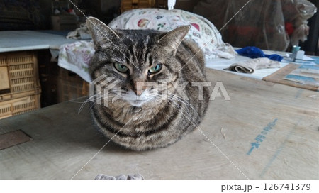 ムッとしている猫 ムッとしている猫 126741379