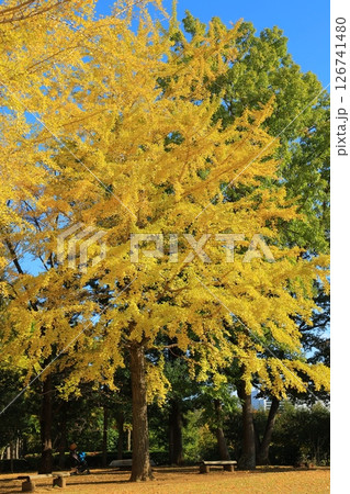 黄葉したイチョウ並木 126741480
