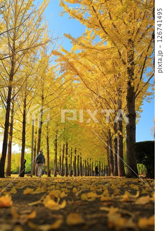 黄葉したイチョウ並木 126741495