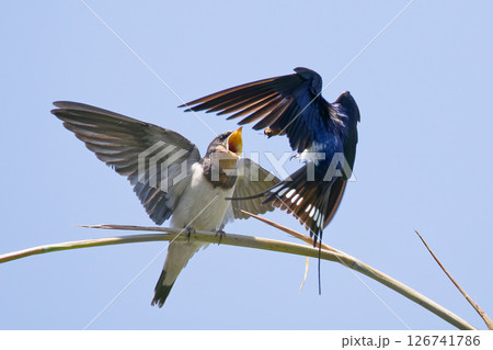巣立ちしてすぐ餌を貰うツバメの幼鳥 126741786