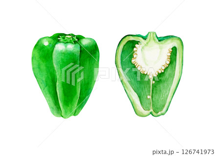ピーマン 野菜 断面　水彩 イラスト 126741973