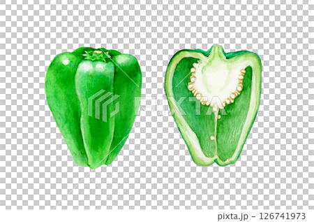 ピーマン 野菜 断面　水彩 イラスト 126741973