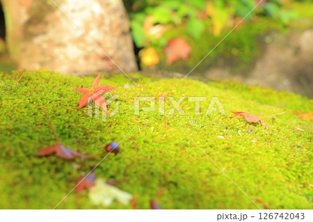 紅葉のある風景 126742043