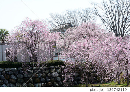 道の駅たかねざわ元気あっぷ村 #133 道の駅たかねざわ元気あっぷ村 #133 126742119