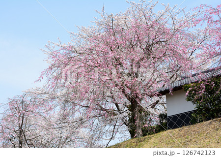 道の駅たかねざわ元気あっぷ村　＃137 126742123