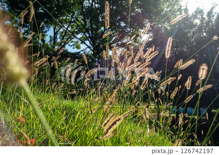 ネコジャラシが風に揺れている風景 126742197
