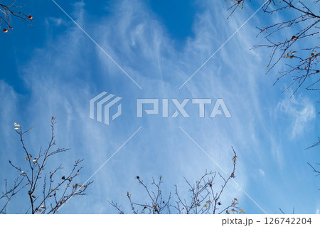 秋の青空と白い雲 126742204