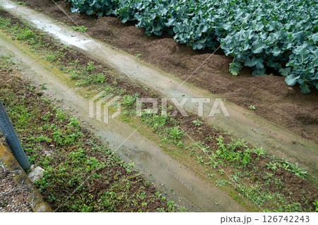 ブロッコリー畑のトラクターの通り道 126742243