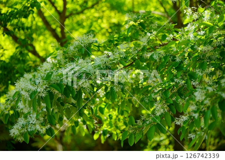 京都和束正法寺参道のナンジャモンジャ（ヒトツバタゴ）の木の白い花7 126742339
