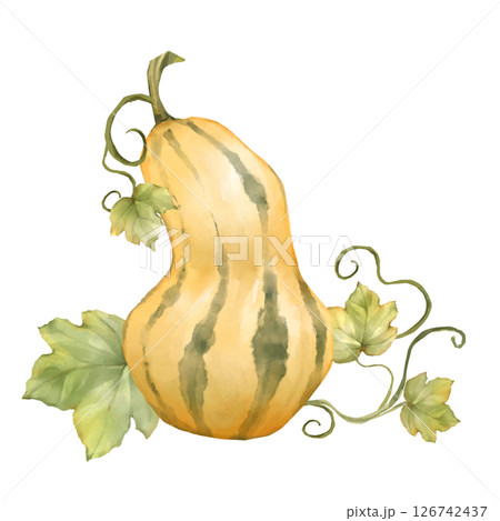 Butternut Squash with Leaves Illustration 126742437