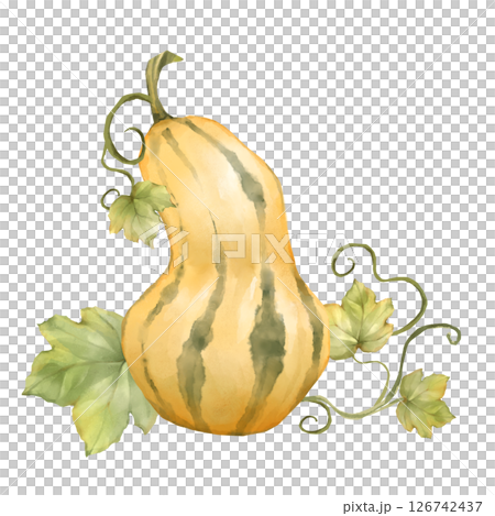 Butternut Squash with Leaves Illustration 126742437