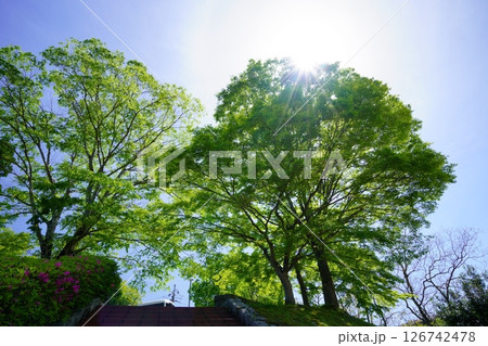 聳えるけやきの大木・京都和束荘5 126742478
