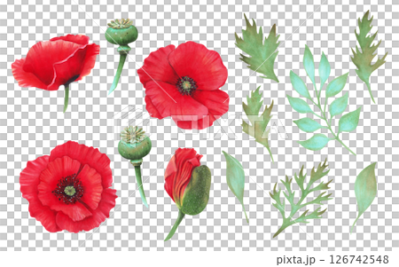 Collection of poppy flower elements. Buds, capsules, open poppies and various leaves. Watercolor botanical illustration. Wild poppy festival. Hand drawn isolated art. Remembrance, spring, labor day. 126742548