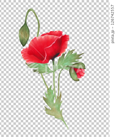 Red scarlet poppy with bud. Watercolor and marker illustration. Botanical herbaceous plant composition. Hand drawn isolated art. Symbolism of memory and peace. Wildflowers composition for packaging. 126742557