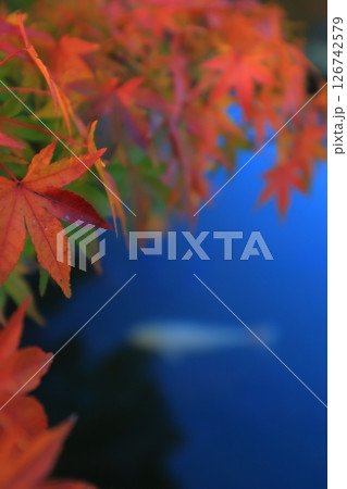 紅葉したもみじ 126742579