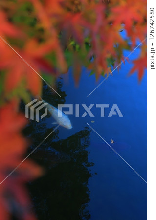 紅葉したもみじ 126742580