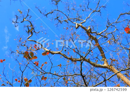 紅葉したもみじ 紅葉したもみじ 126742599