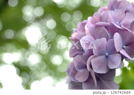 近所のあじさい 126742684