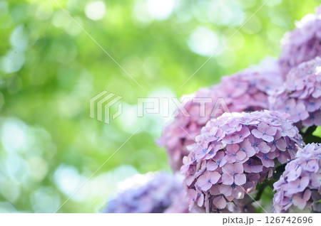 近所のあじさい 近所のあじさい 126742696