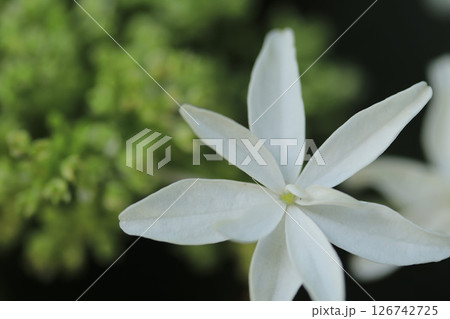 白いアジサイの花 白いアジサイの花 126742725