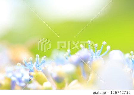 アジサイの花 126742733