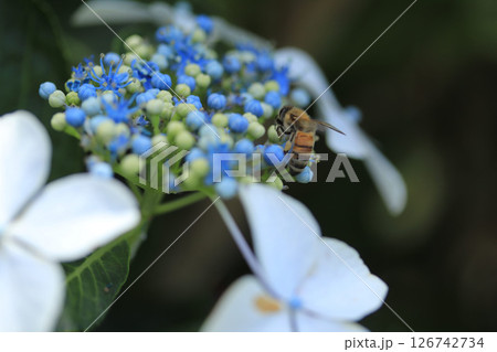 紫陽花の蜜を吸うミツバチ 126742734