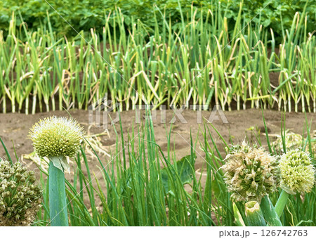 ネギ坊主、現る！ 126742763