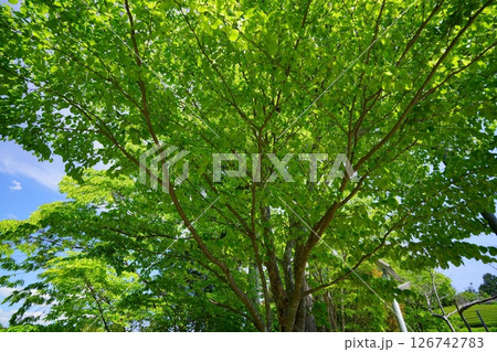 五月晴れの日・京都和束荘のケヤキの大木を広角で見上げる 126742783