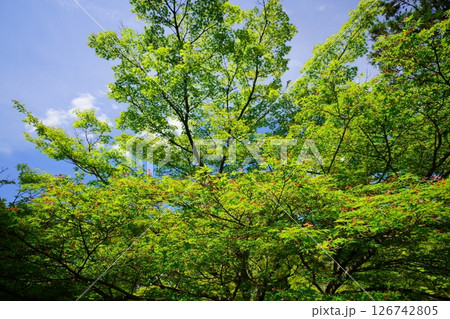 五月晴れの日・種が花のようにきれいなカエデの木5 五月晴れの日・種が花のようにきれいなカエデの木5 126742805