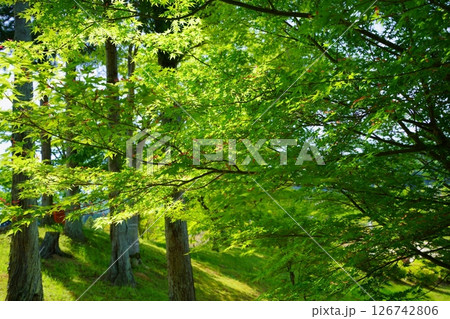 五月晴れの日・種が花のようにきれいなカエデの木7 五月晴れの日・種が花のようにきれいなカエデの木7 126742806