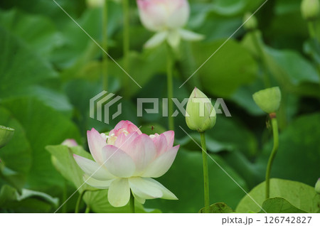 田園でみたハスの花 126742827