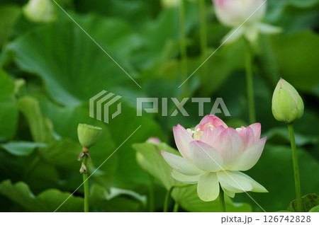 田園でみたハスの花 126742828