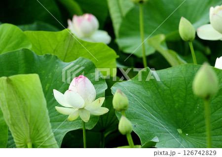 田園でみたハスの花 田園でみたハスの花 126742829