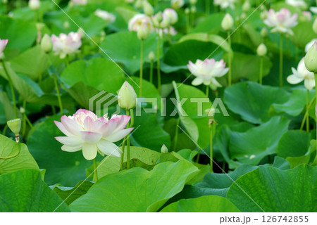 田園でみたハスの花 田園でみたハスの花 126742855