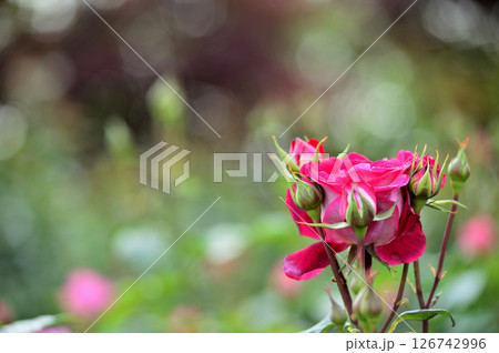 近所で見たバラの花 126742996