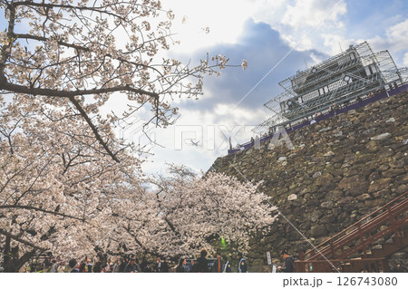 Historic Castle Under Restoration Amid Blossom-Laden Spring Scenery Historic Castle Under Restoration Amid Blossom-Laden Spring Scenery 126743080
