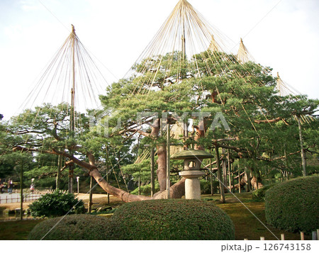石川県金沢市の兼六園の唐崎の松 石川県金沢市の兼六園の唐崎の松 126743158