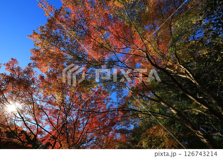 鮮やかな紅葉 126743214