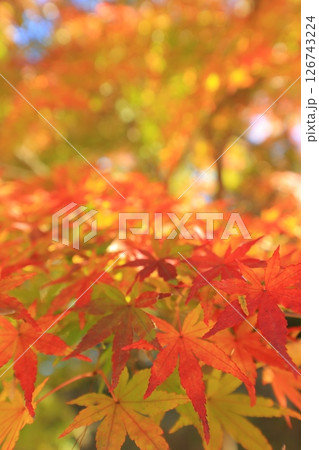 鮮やかな紅葉 126743224