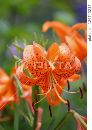 オレンジ色のオニユリの花 126743237