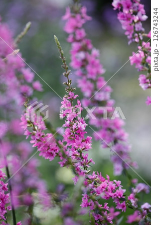 ピンク色のエゾミソハギの花 126743244