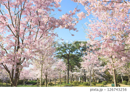 清々しい春の朝　満開の桜　秋田市千秋公園 126743256