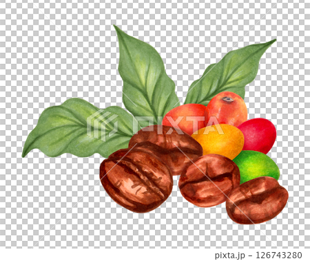Coffee beans with multi-colored coffee tree berries. Watercolor botanical illustration. Hand drawn isolated art. For packaging, cookbook, menu, cafe design. Aroma of Robusta and Arabica varieties. 126743280
